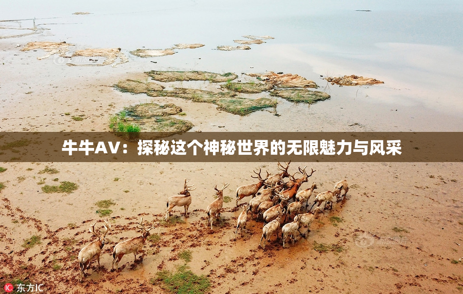 牛牛AV：探秘这个神秘世界的无限魅力与风采