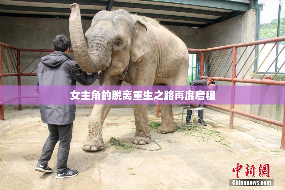 女主角的脱离重生之路再度启程