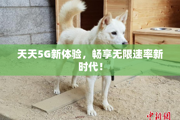天天5G新体验，畅享无限速率新时代！