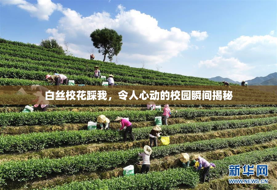 白丝校花踩我，令人心动的校园瞬间揭秘