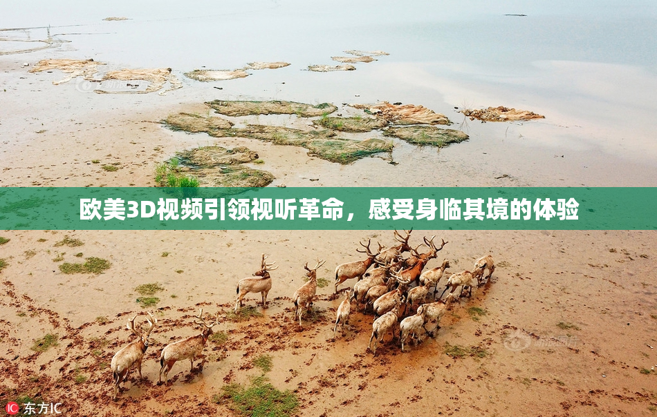 欧美3D视频引领视听革命，感受身临其境的体验