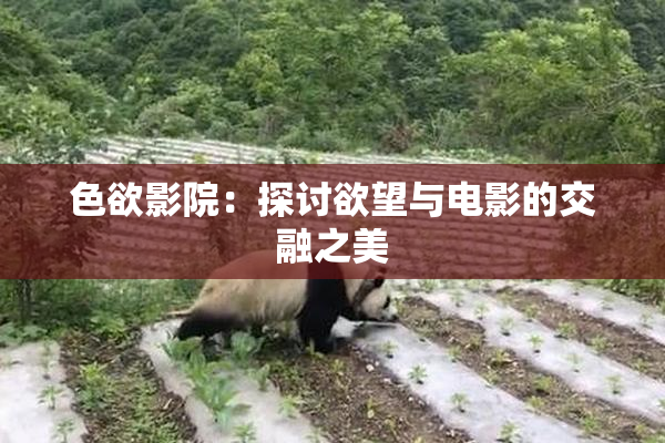 色欲影院：探讨欲望与电影的交融之美