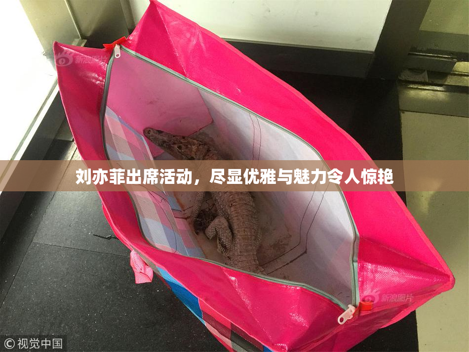 刘亦菲出席活动，尽显优雅与魅力令人惊艳