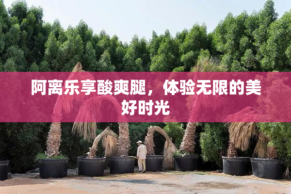 阿离乐享酸爽腿，体验无限的美好时光