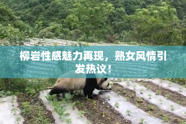 柳岩性感魅力再现，熟女风情引发热议！