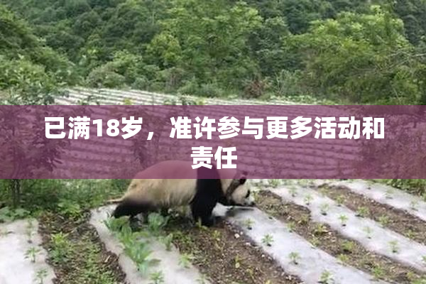 已满18岁，准许参与更多活动和责任
