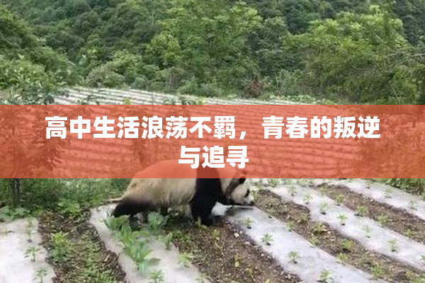 高中生活浪荡不羁，青春的叛逆与追寻