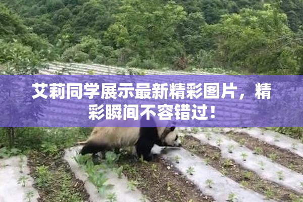艾莉同学展示最新精彩图片，精彩瞬间不容错过！