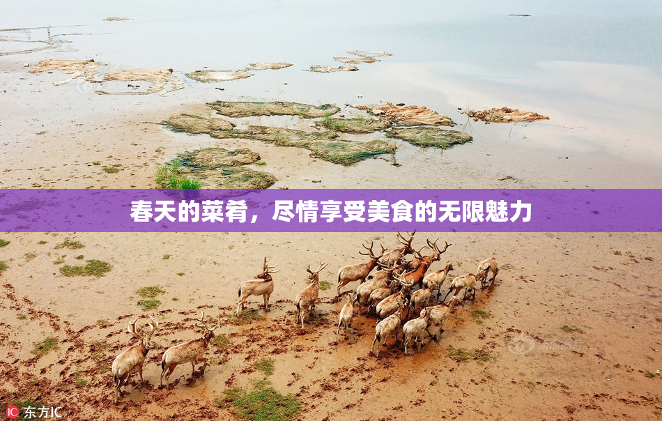 春天的菜肴，尽情享受美食的无限魅力