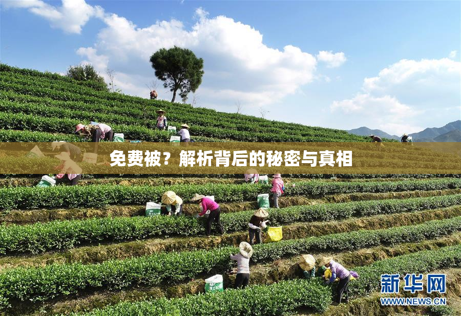免费被？解析背后的秘密与真相