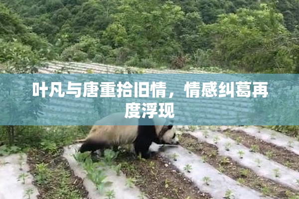 叶凡与唐重拾旧情，情感纠葛再度浮现