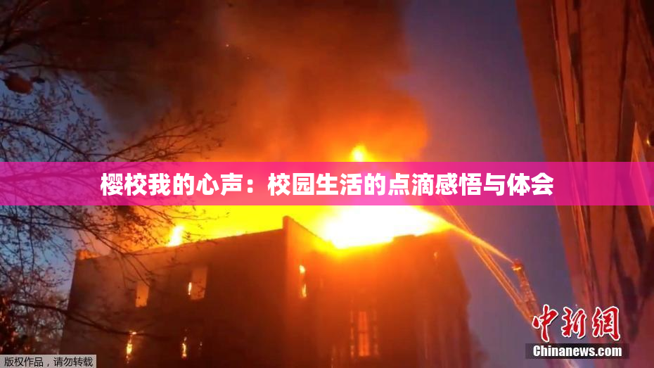 樱校我的心声：校园生活的点滴感悟与体会