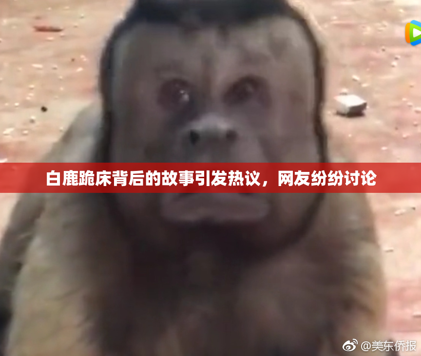 白鹿跪床背后的故事引发热议，网友纷纷讨论