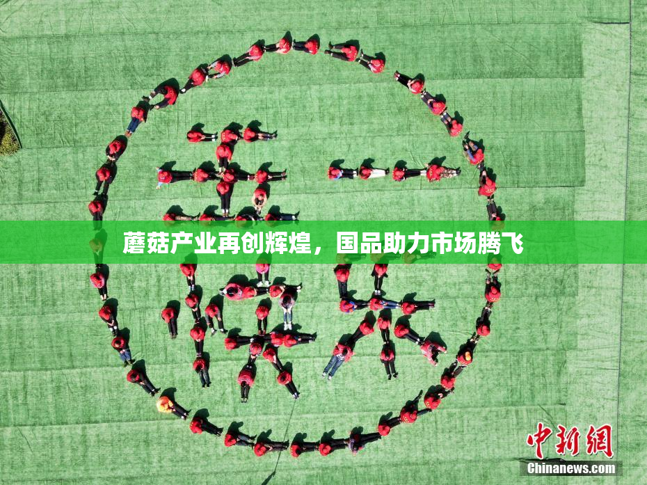 蘑菇产业再创辉煌，国品助力市场腾飞