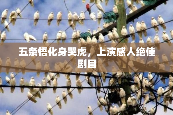 五条悟化身哭虎，上演感人绝佳剧目