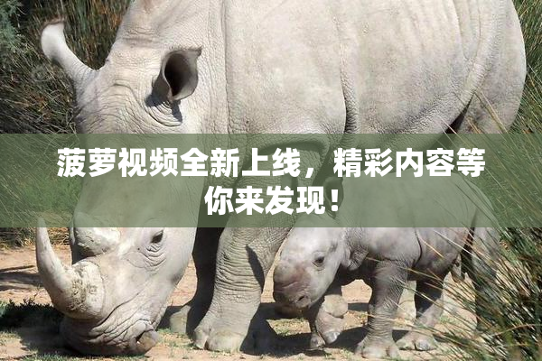 菠萝视频全新上线，精彩内容等你来发现！
