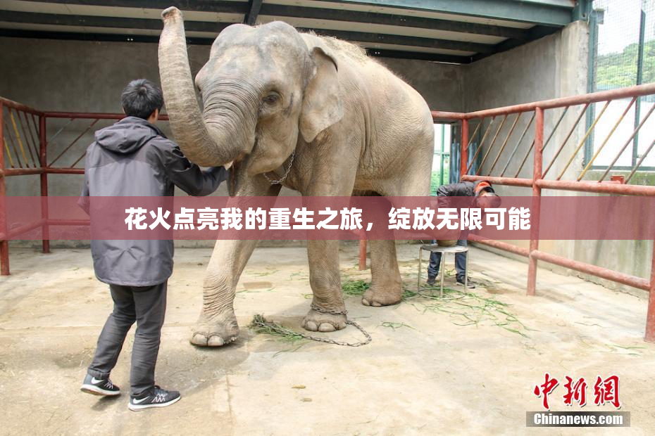 花火点亮我的重生之旅，绽放无限可能