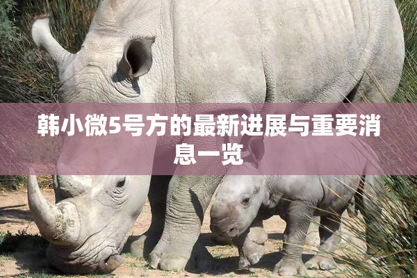 韩小微5号方的最新进展与重要消息一览