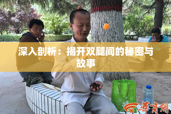 深入剖析：揭开双腿间的秘密与故事