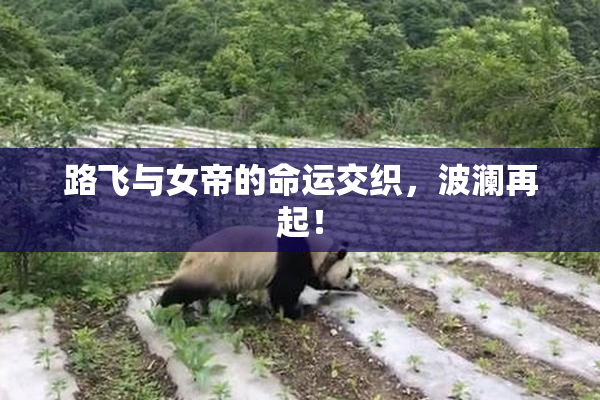 路飞与女帝的命运交织，波澜再起！