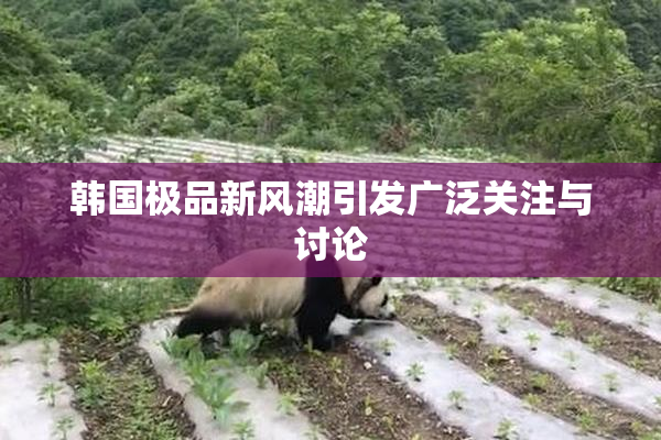 韩国极品新风潮引发广泛关注与讨论