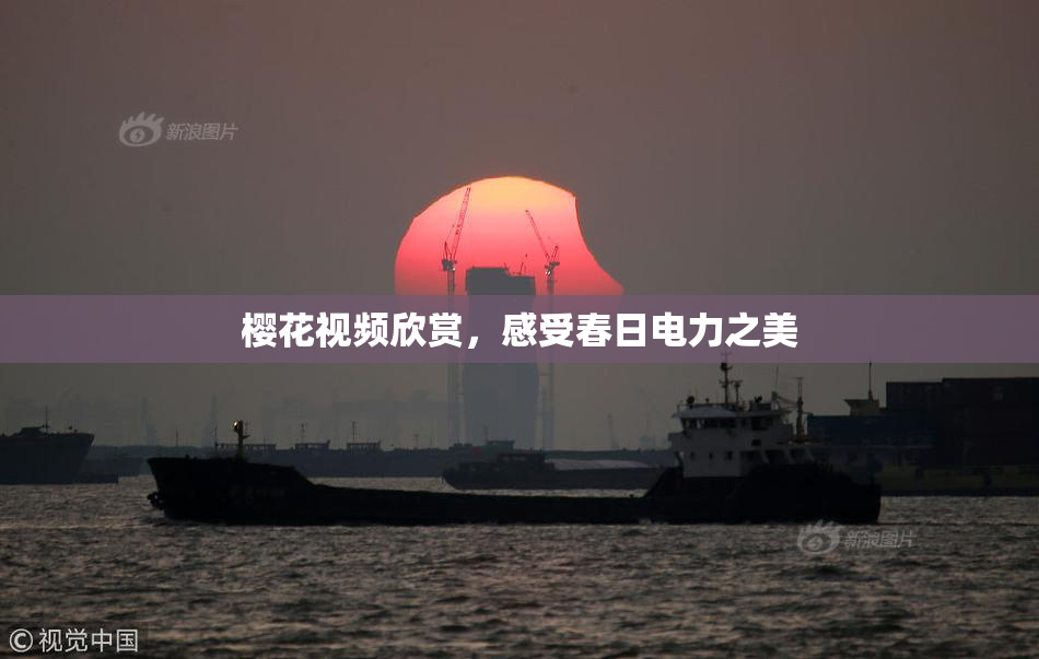樱花视频欣赏，感受春日电力之美