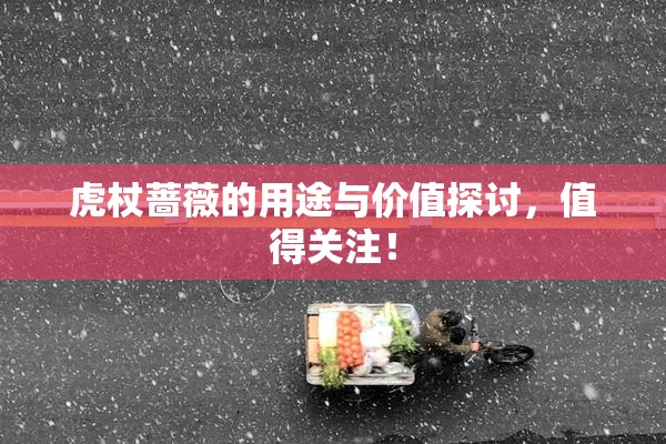 虎杖蔷薇的用途与价值探讨，值得关注！