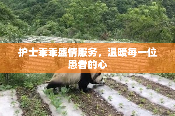 护士乖乖盛情服务，温暖每一位患者的心