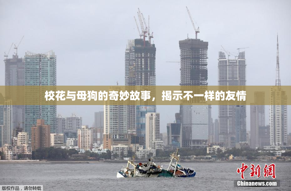 校花与母狗的奇妙故事，揭示不一样的友情