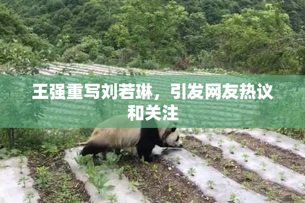 王强重写刘若琳，引发网友热议和关注