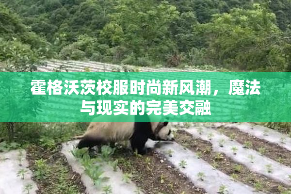 霍格沃茨校服时尚新风潮，魔法与现实的完美交融