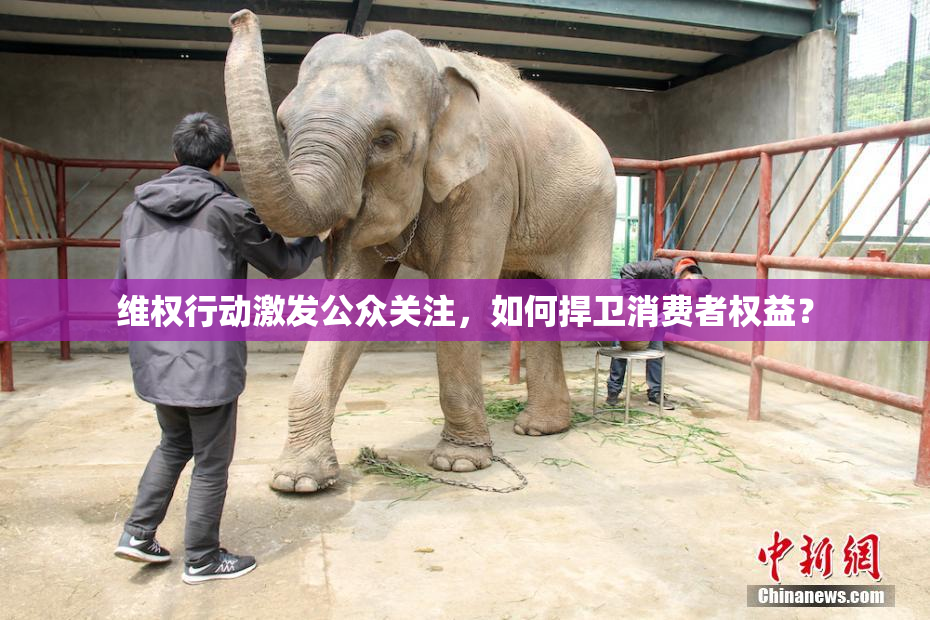 维权行动激发公众关注，如何捍卫消费者权益？