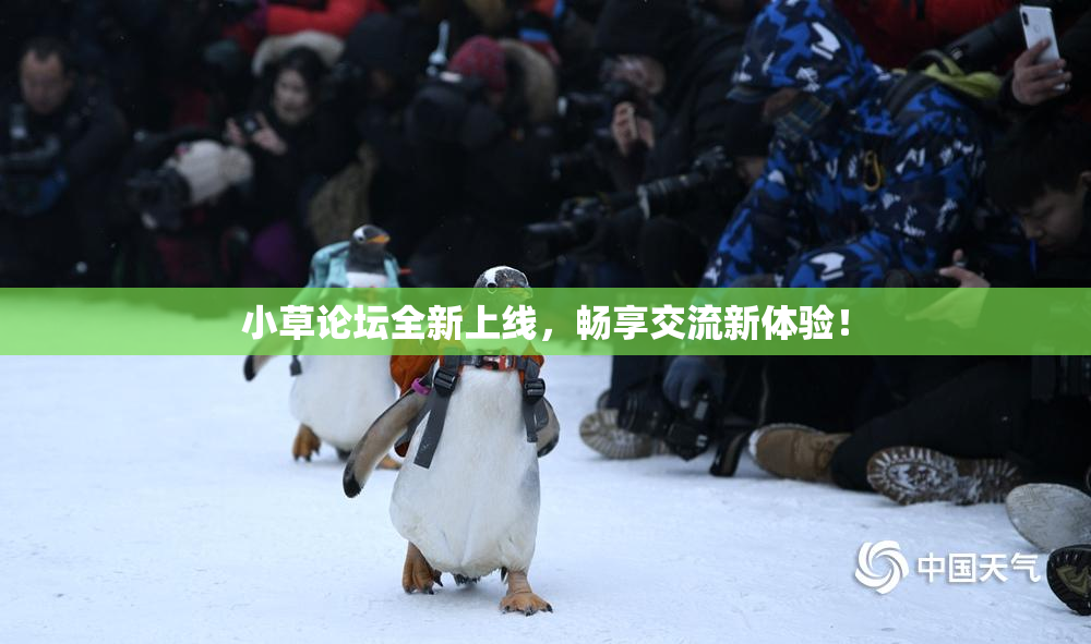 小草论坛全新上线，畅享交流新体验！