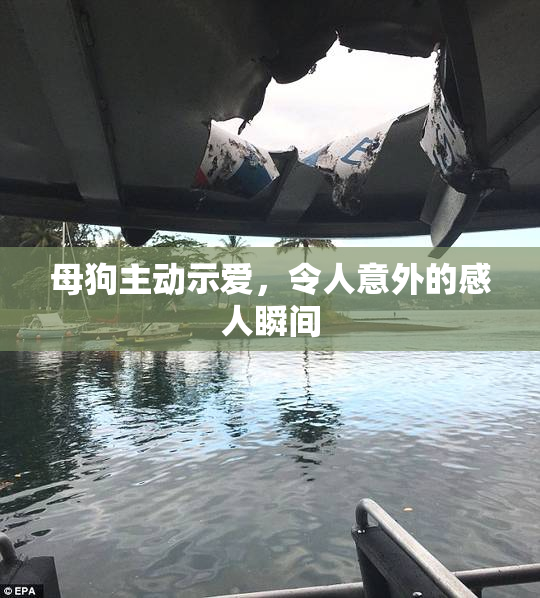 母狗主动示爱，令人意外的感人瞬间