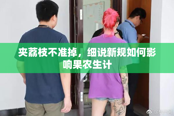 夹荔枝不准掉，细说新规如何影响果农生计