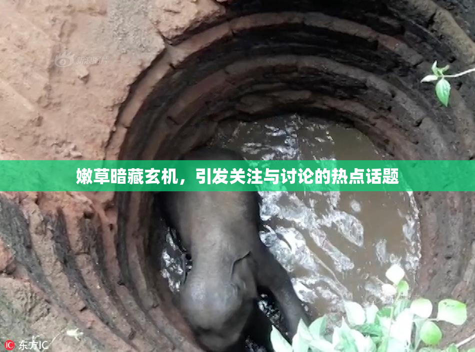 嫩草暗藏玄机，引发关注与讨论的热点话题