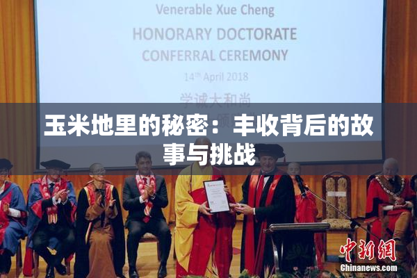 玉米地里的秘密：丰收背后的故事与挑战
