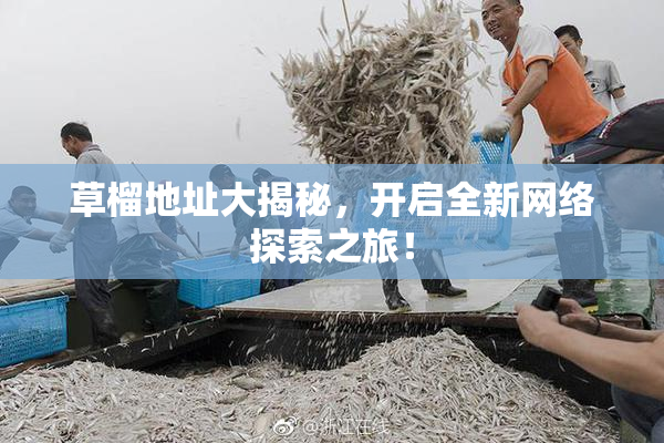 草榴地址大揭秘，开启全新网络探索之旅！