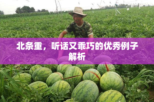 北条重，听话又乖巧的优秀例子解析