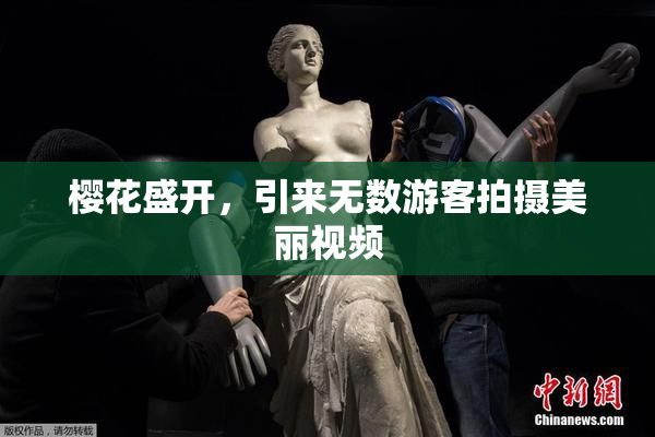 樱花盛开，引来无数游客拍摄美丽视频