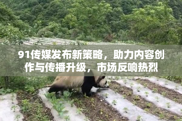 91传媒发布新策略，助力内容创作与传播升级，市场反响热烈