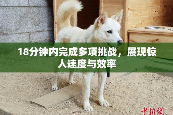 18分钟内完成多项挑战，展现惊人速度与效率
