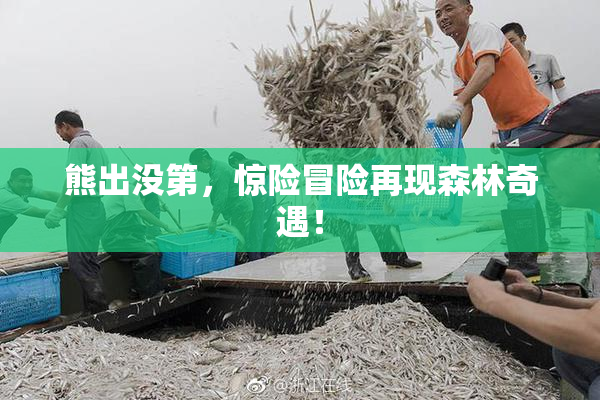 熊出没第，惊险冒险再现森林奇遇！