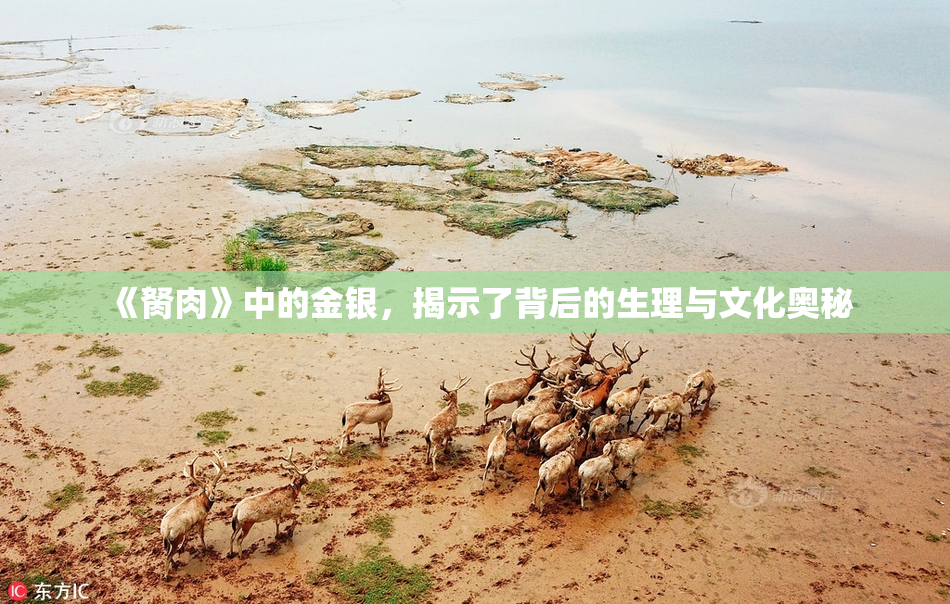 《胬肉》中的金银，揭示了背后的生理与文化奥秘