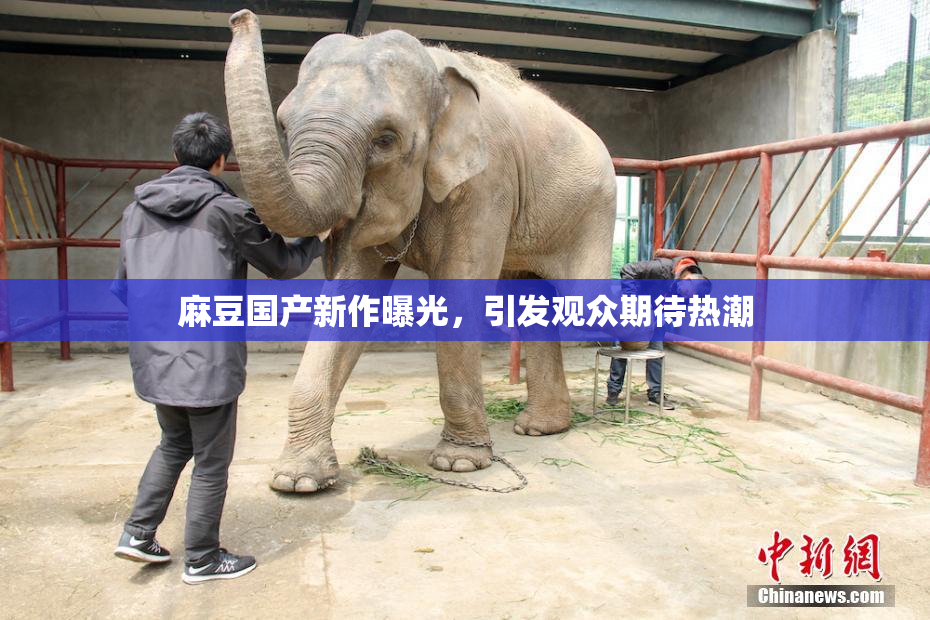 麻豆国产新作曝光，引发观众期待热潮