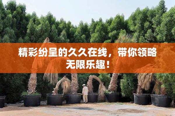 精彩纷呈的久久在线，带你领略无限乐趣！