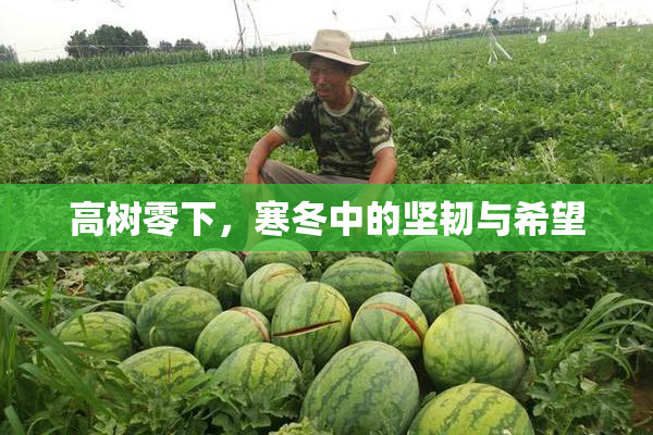 高树零下，寒冬中的坚韧与希望