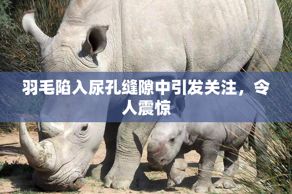 羽毛陷入尿孔缝隙中引发关注，令人震惊