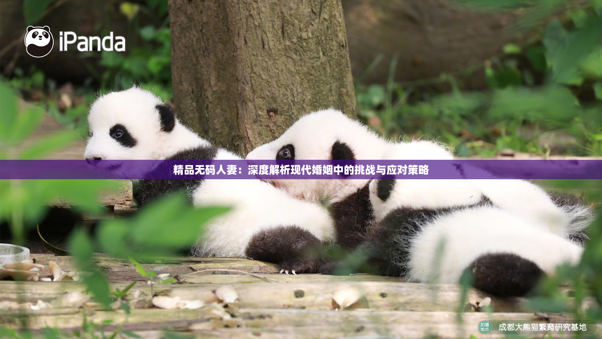 精品无码人妻：深度解析现代婚姻中的挑战与应对策略