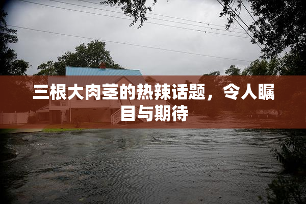 三根大肉茎的热辣话题，令人瞩目与期待
